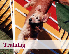 Dog Training Calgary